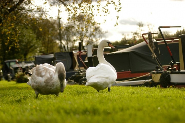 Enjoy nature and the countryside on a narrowboat 